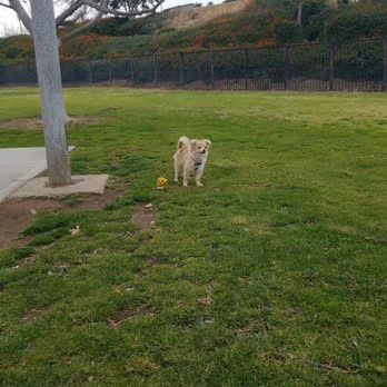 Pat Merritt Dog Park photo 1